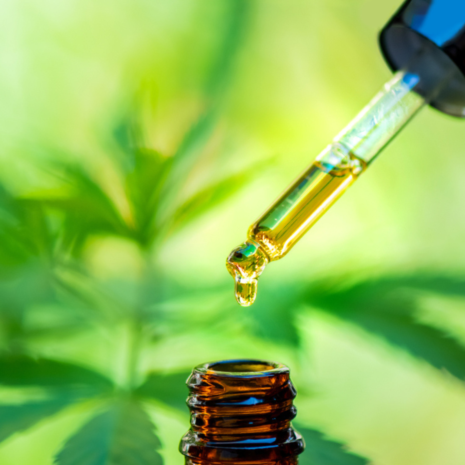 CBD (Cannabidiol) - co je to?