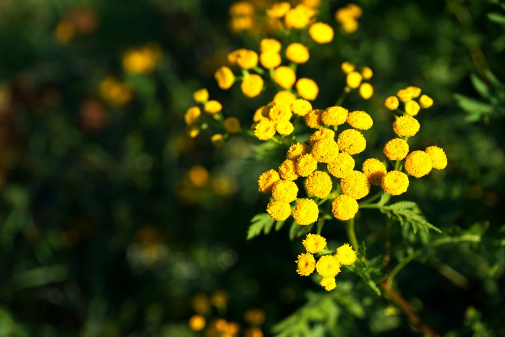 Modrý heřmánkový olej: 3 „zázraky“, které umí Blue Tansy