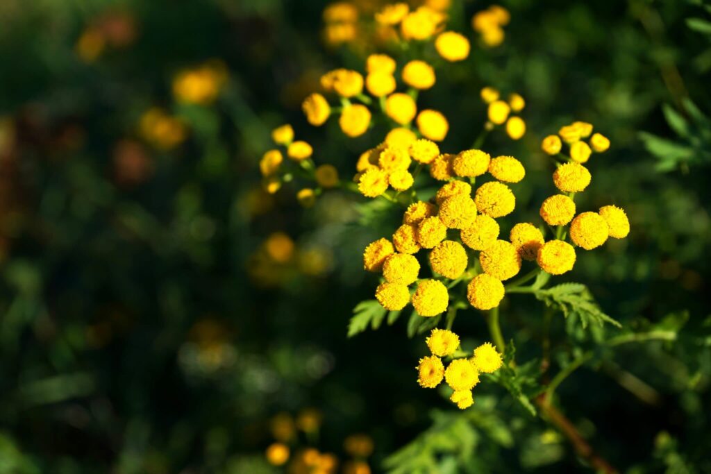 Modrý heřmánkový olej: 3 „zázraky“, které umí Blue Tansy