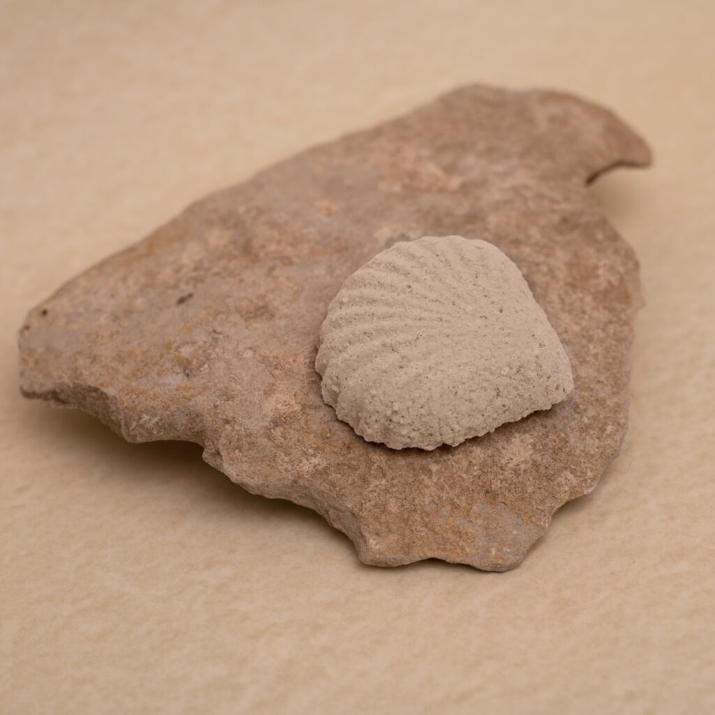 Šumivá mušle do koupele - Bylinný detox - Očistná koupel