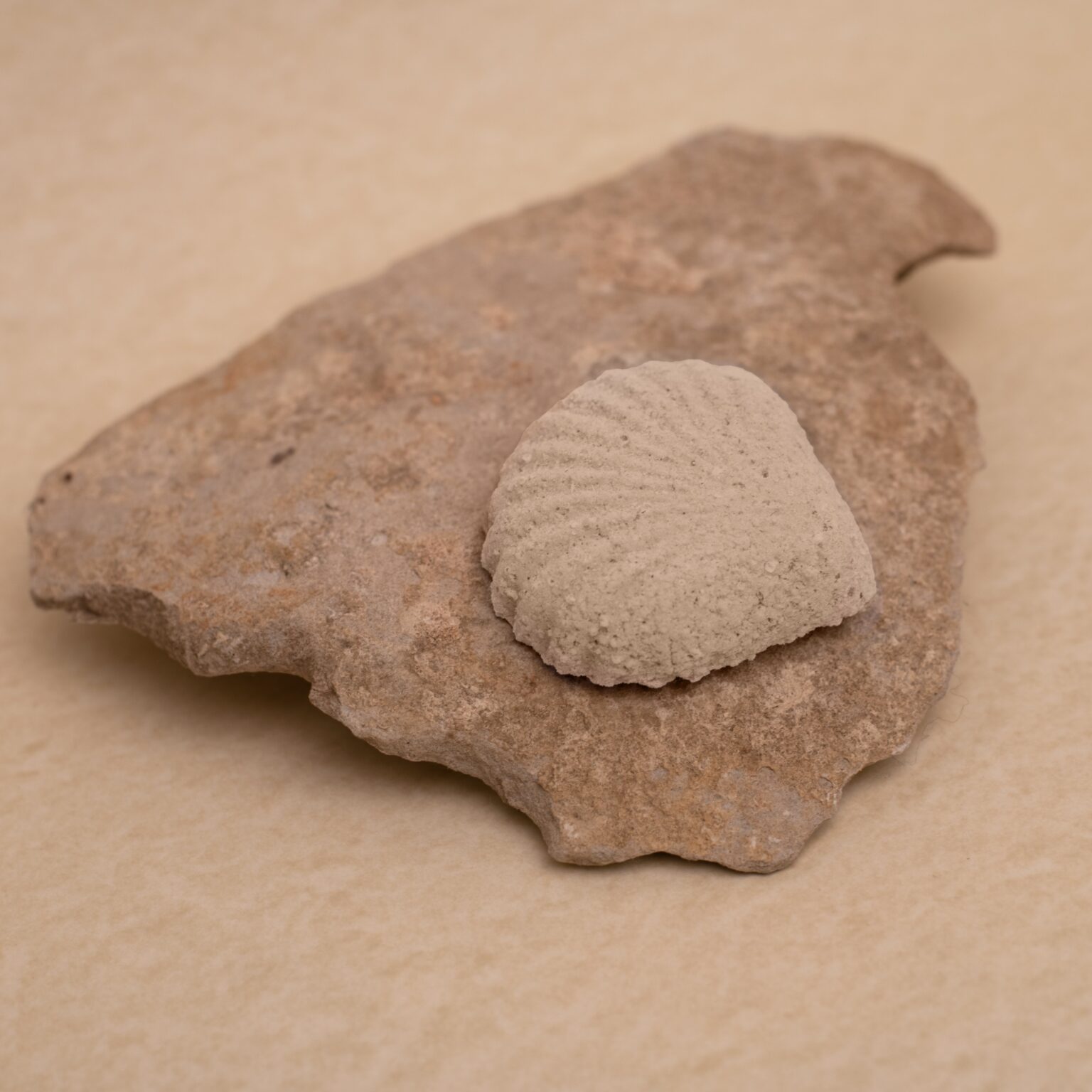 Šumivá mušle do koupele - Bylinný detox - Očistná koupel