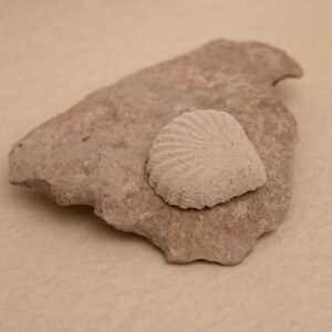 Šumivá mušle do koupele - Bylinný detox - Očistná koupel