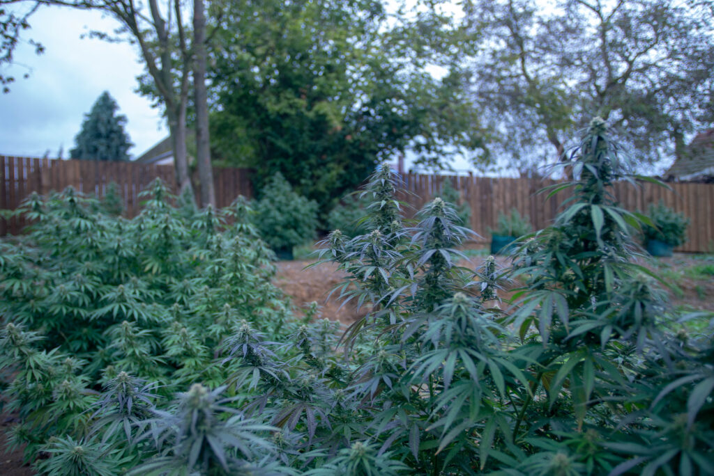 cbd-cbg-cbn-oleje-pruvodce